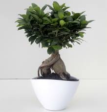 Bonsai Ginseng – bonsai