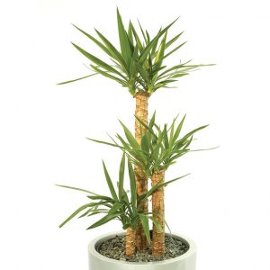 Tronco yucca – yucca