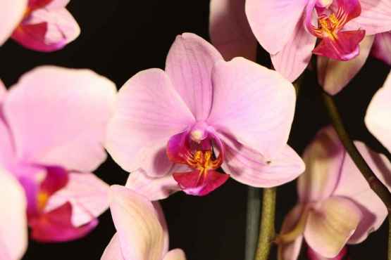 Orchidea Phalaenopsis con vaso – IMG 7886 1