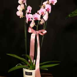 Orchidea Phalaenopsis