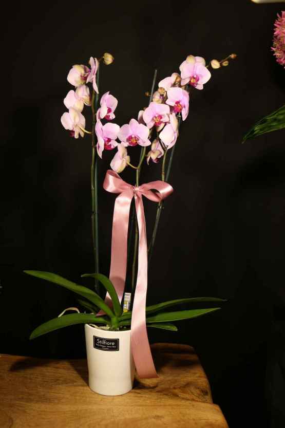 Orchidea Phalaenopsis