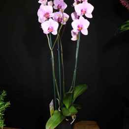 Orchidea Phalaenopsis