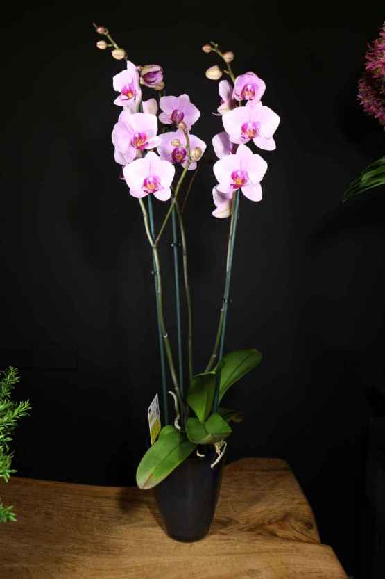 Orchidea Phalaenopsis