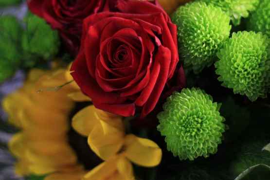 Bouquet di rose rosse e girasoli – IMG 9061 9