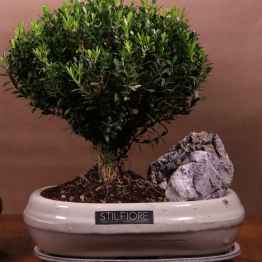 Bonsai BUXUS – bonsai.sito