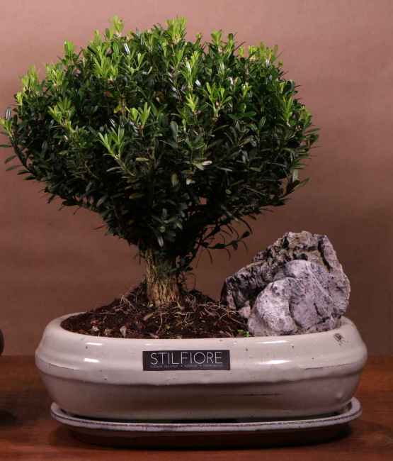 Bonsai BUXUS – bonsai.sito