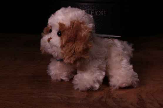 Peluche Spring Dog – IMG 0387