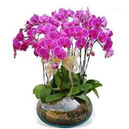 Orchidea Phalaenopsis in composizione