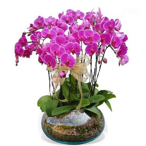 Orchidea Phalaenopsis in composizione – Tris orchidea phalaenopsis