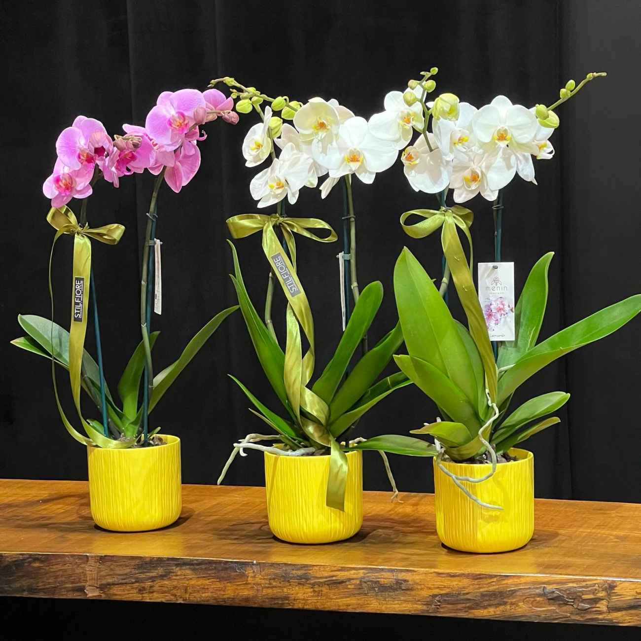 Orchidea Phalaenopsis con vaso – 1000031634