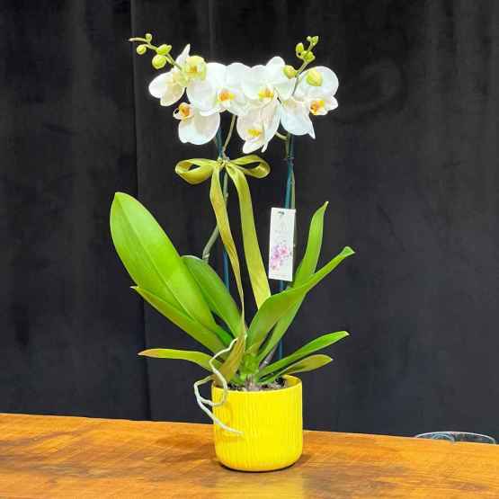 Orchidea Phalaenopsis con vaso – 1000031635